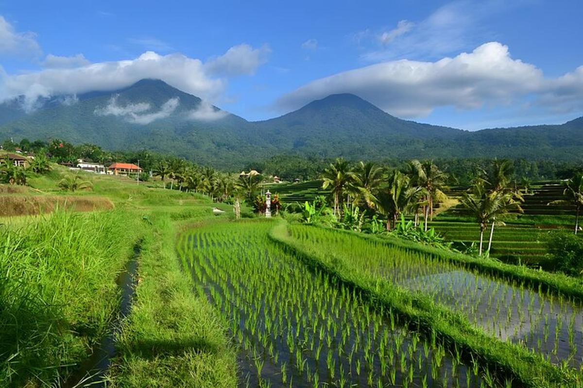 un campo con palme e montagne sullo sfondo