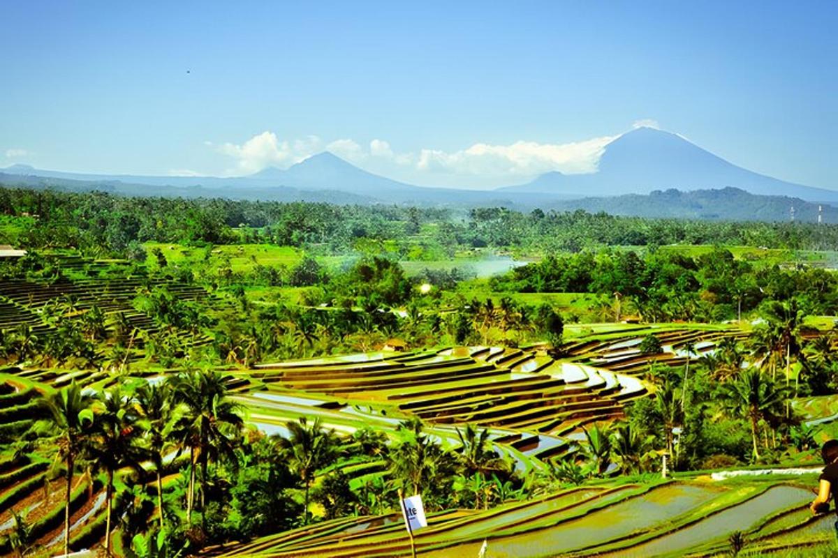 tanawin ng isang patlang na may mga puno ng palma at bundok