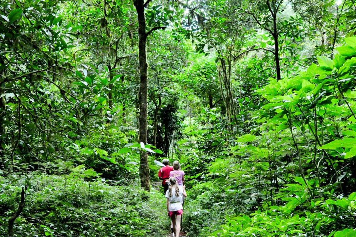 um grupo de pessoas caminhando em uma trilha na floresta