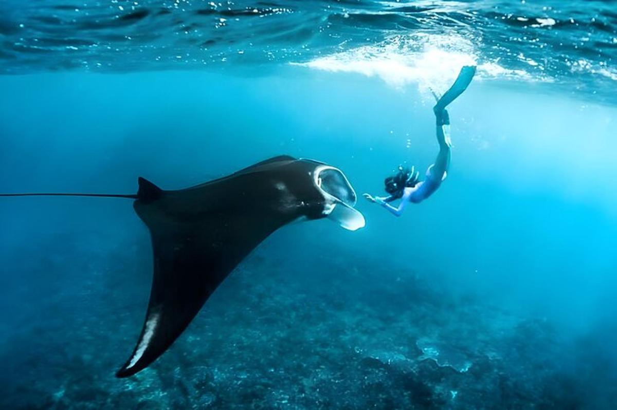 muž a delfín plavající v oceánu