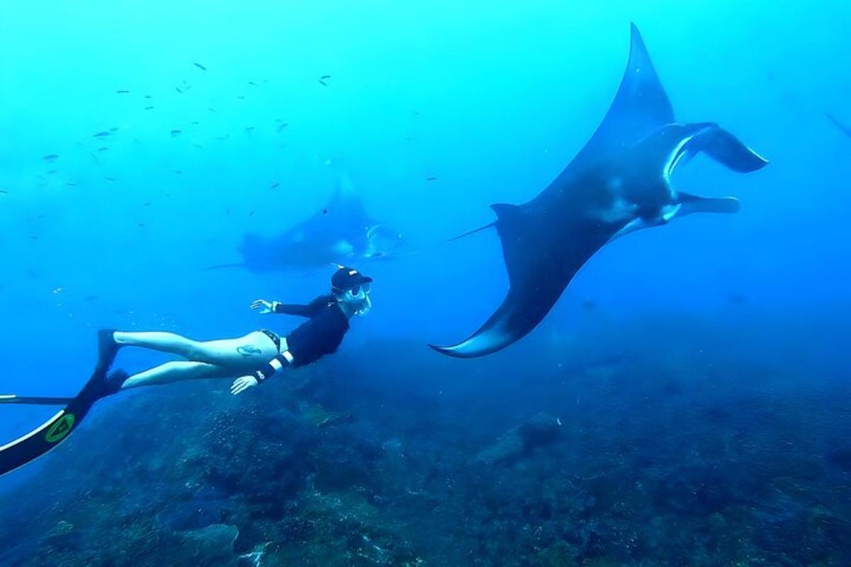 osoba plavající v oceánu s rejnokem