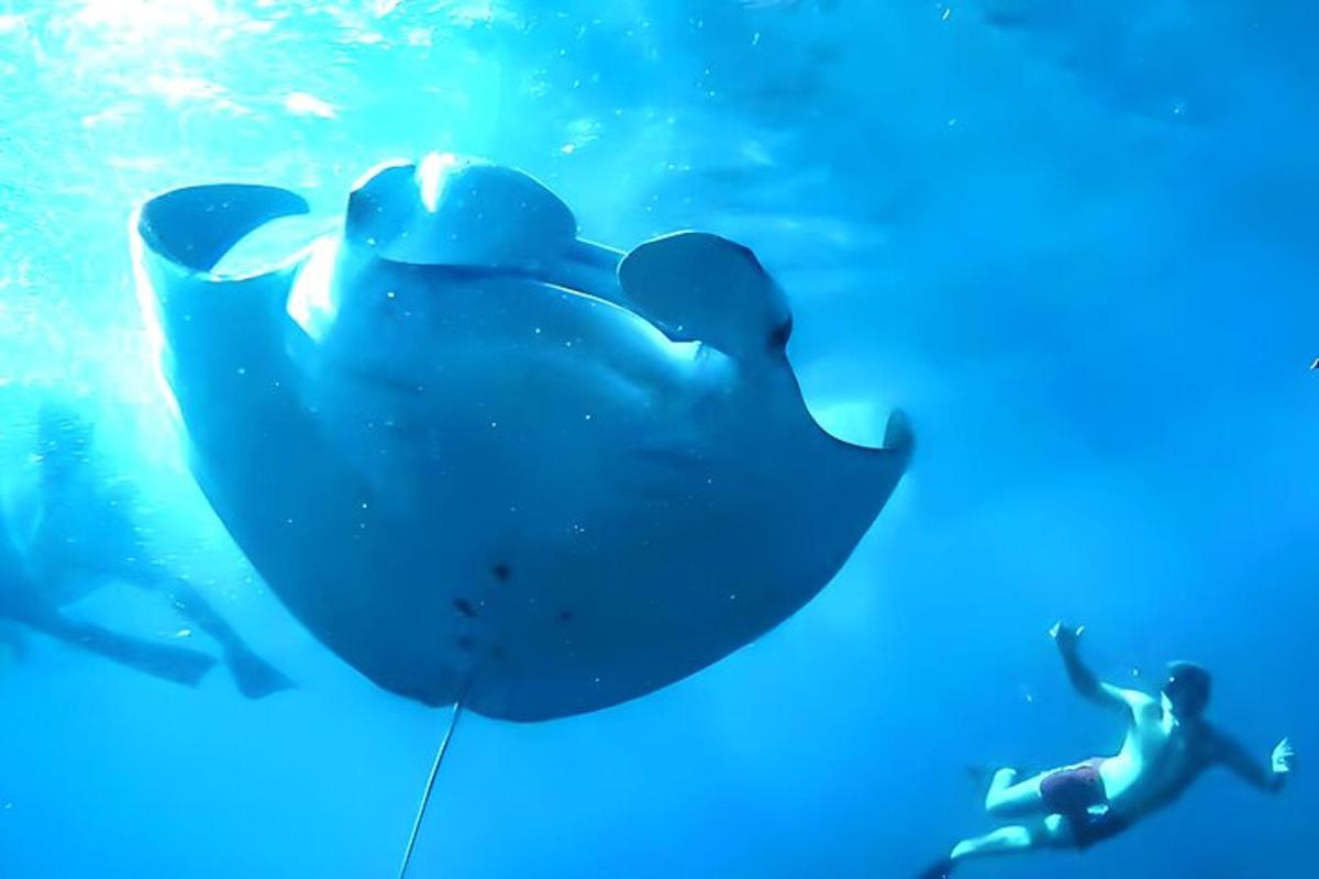 a man swimming next to a whale shark in the water