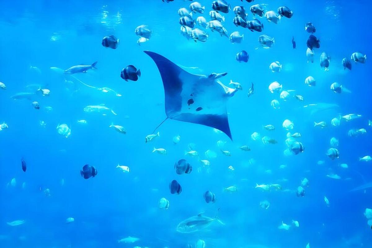 un rechin înotând în ocean cu un grup de pești
