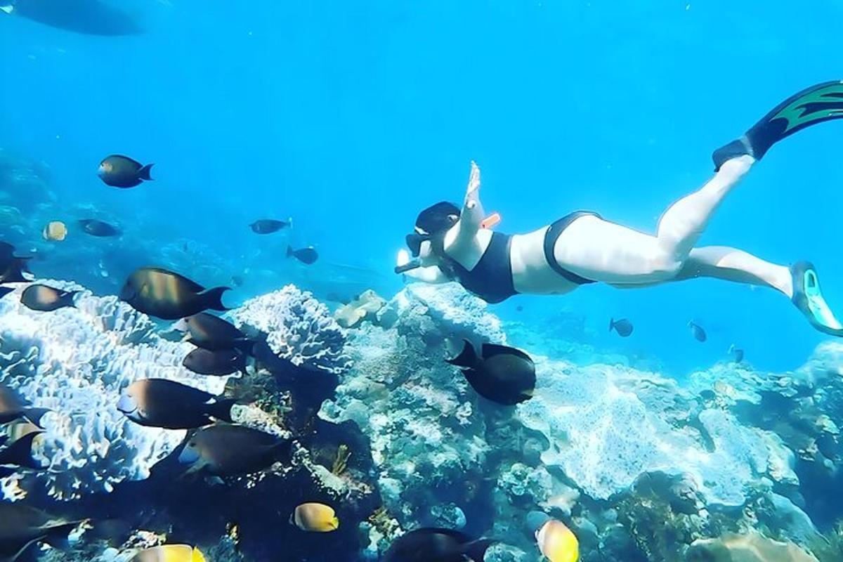 o femeie care se scufundă în ocean cu pești