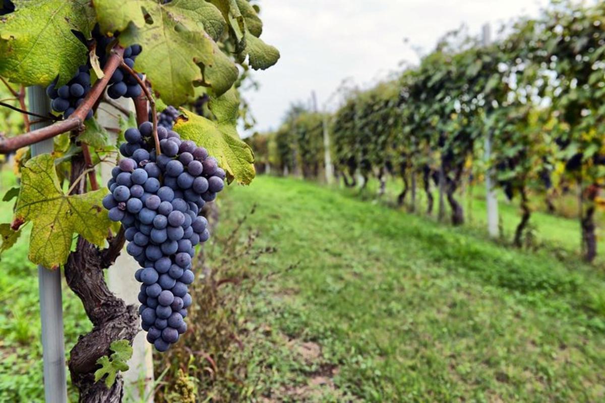 Un racimo de uvas moradas colgando de un árbol