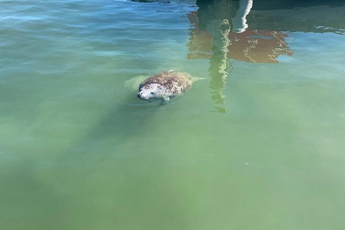 a turtle swimming in a body of water