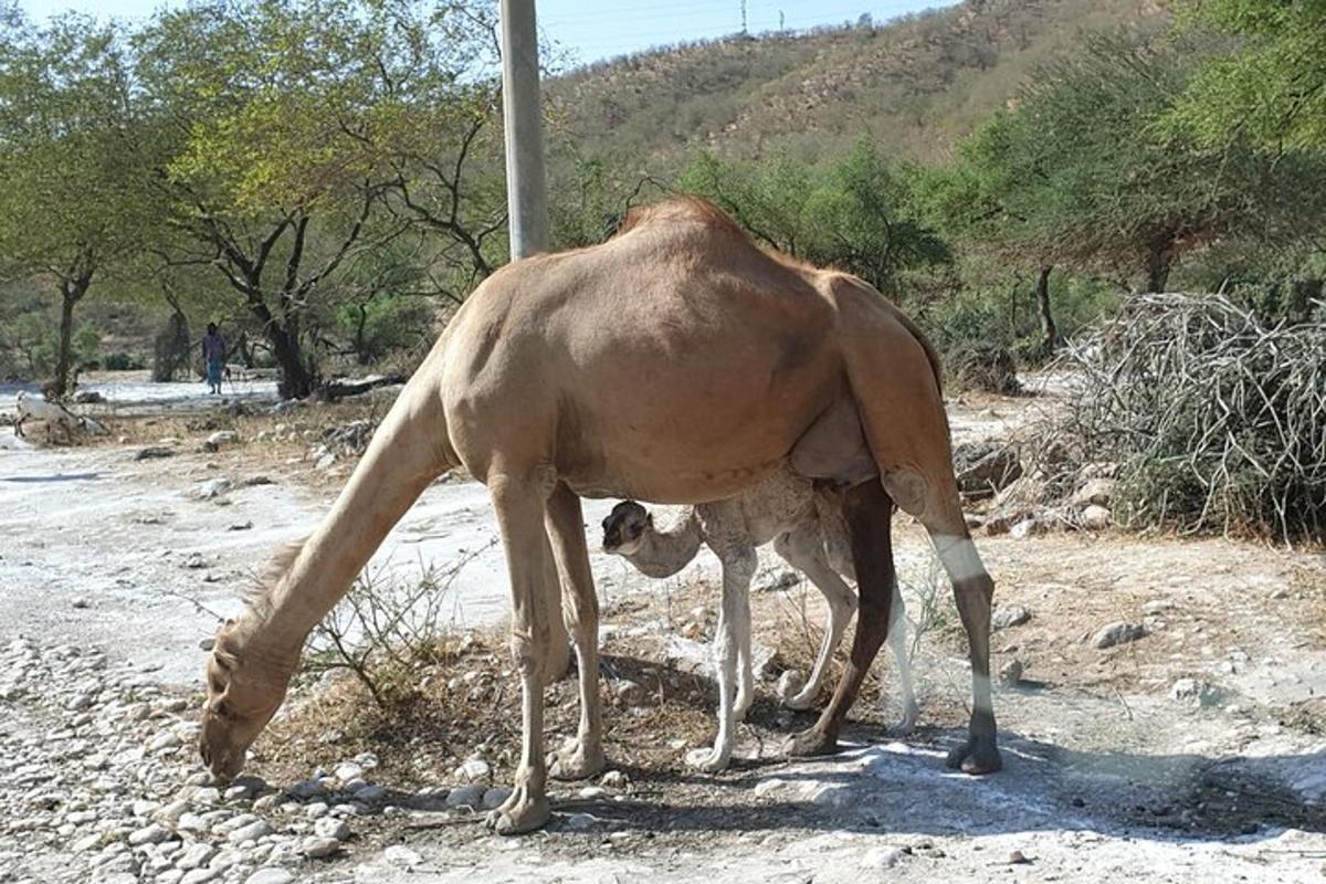 תמונה מספר 2 של האטרקציה