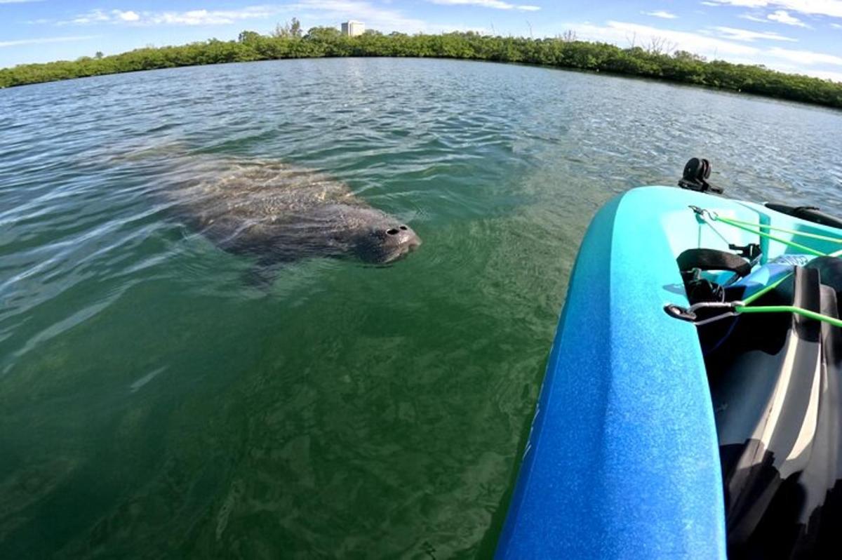 un animale marino che nuota nell'acqua accanto a una barca
