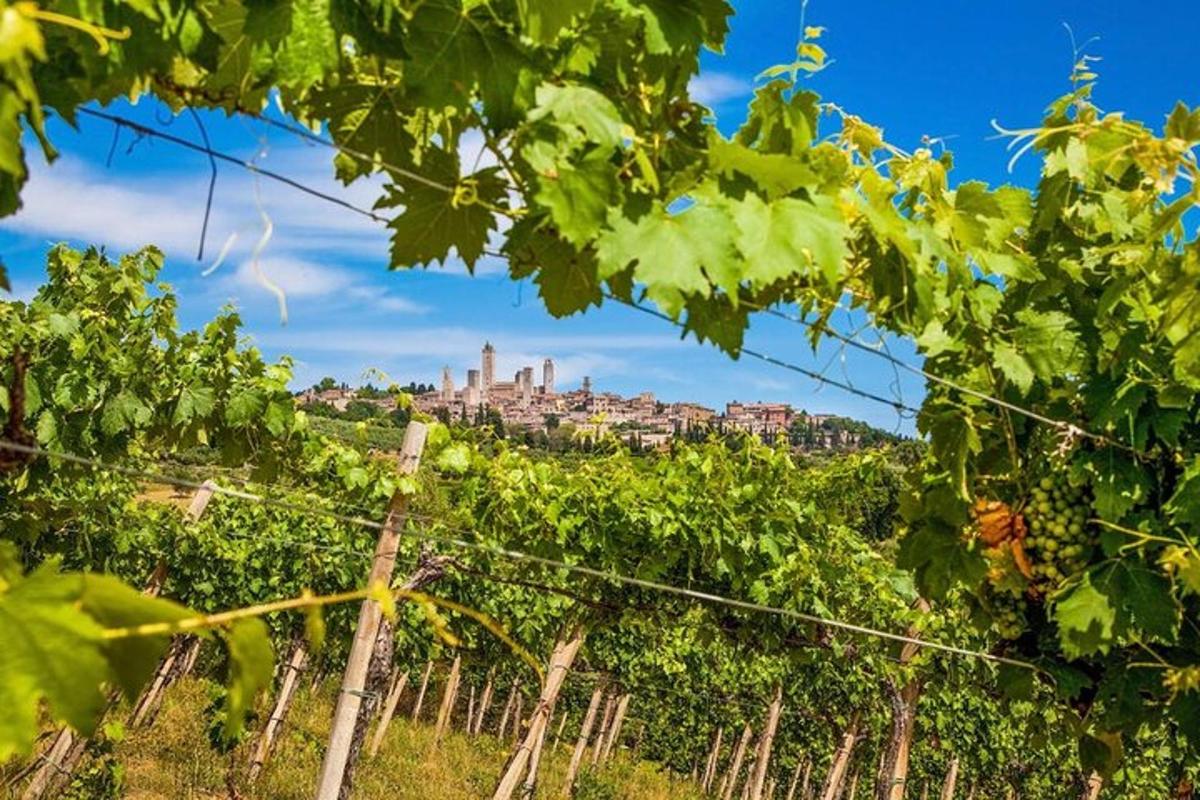 ein Blick auf eine Stadt von einer Weinrebe aus