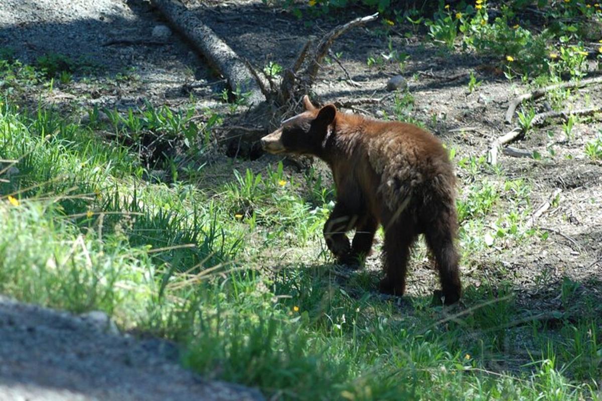 a brown bear walking in the grass