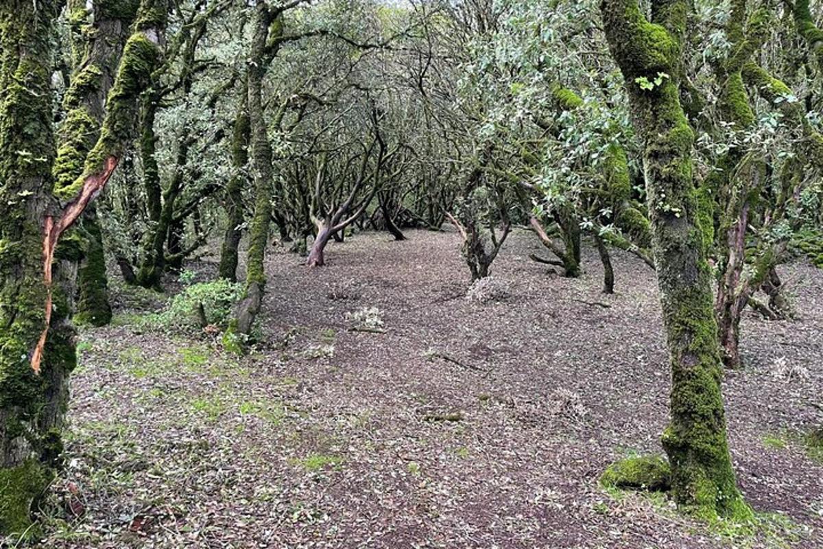 una zona boscosa amb arbres i molta herba