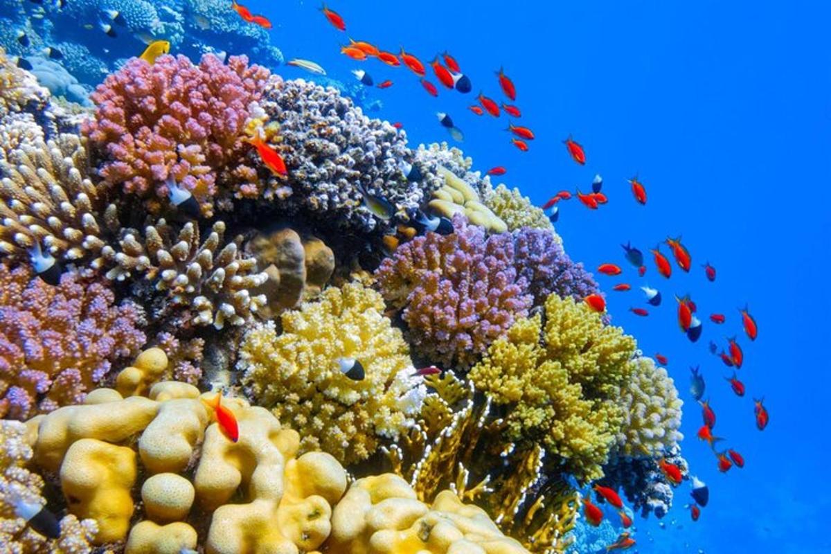 una barriera corallina con pesci nell'oceano