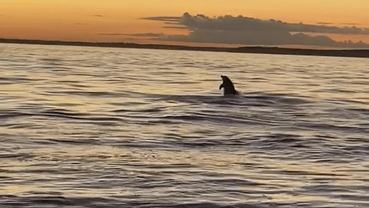Un delfín nadando en el agua al atardecer