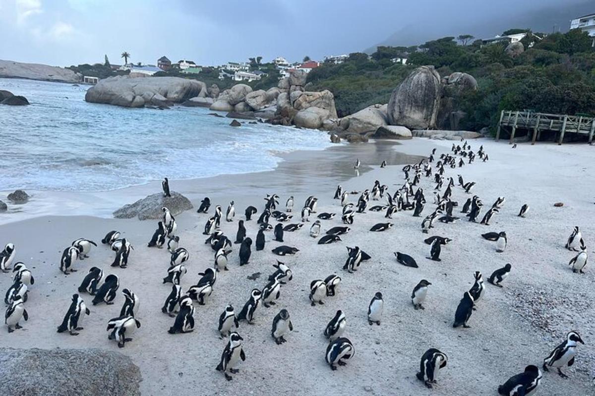 Un grupo de pingüinos de pie en una playa