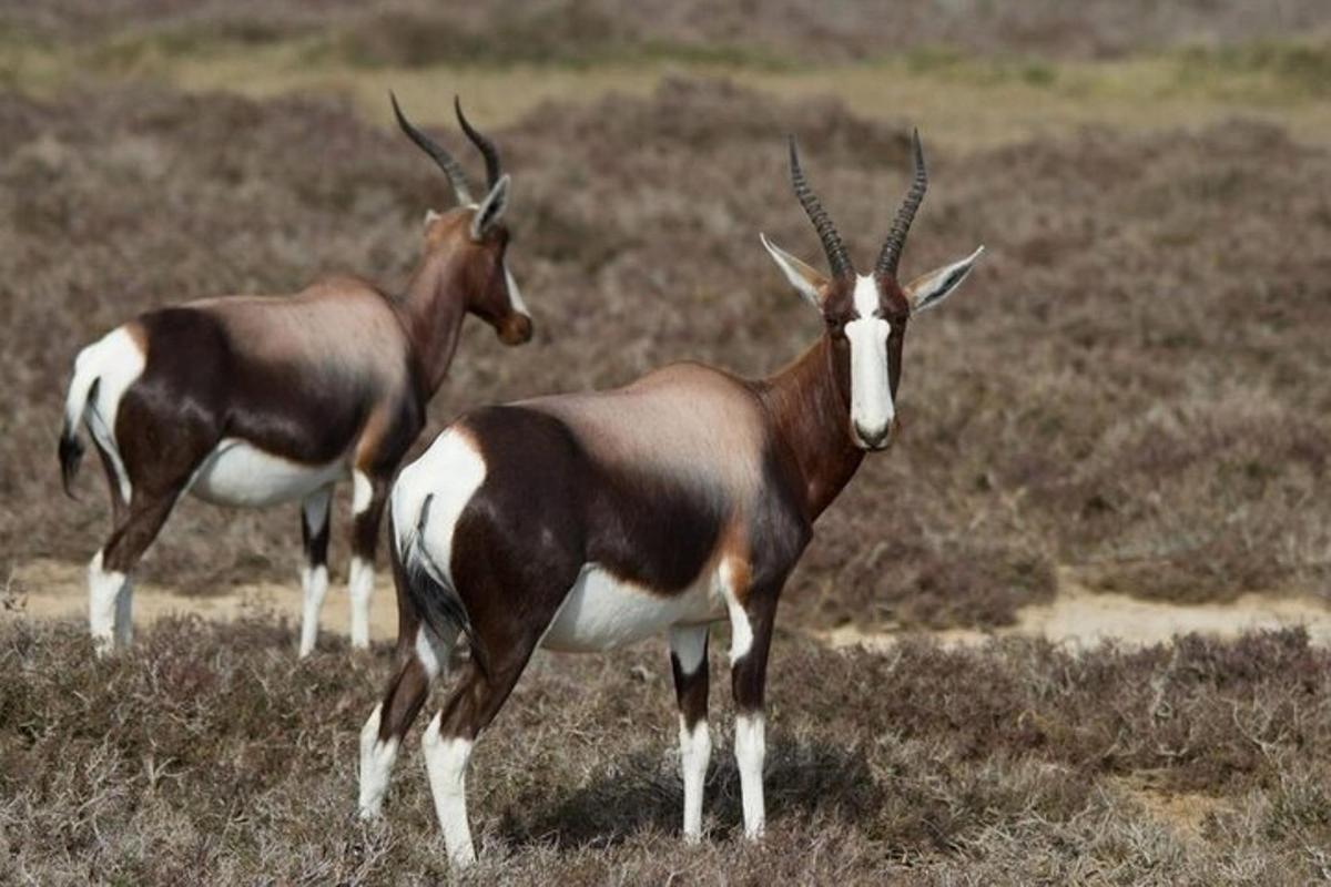 Dos antílopes están parados en un campo