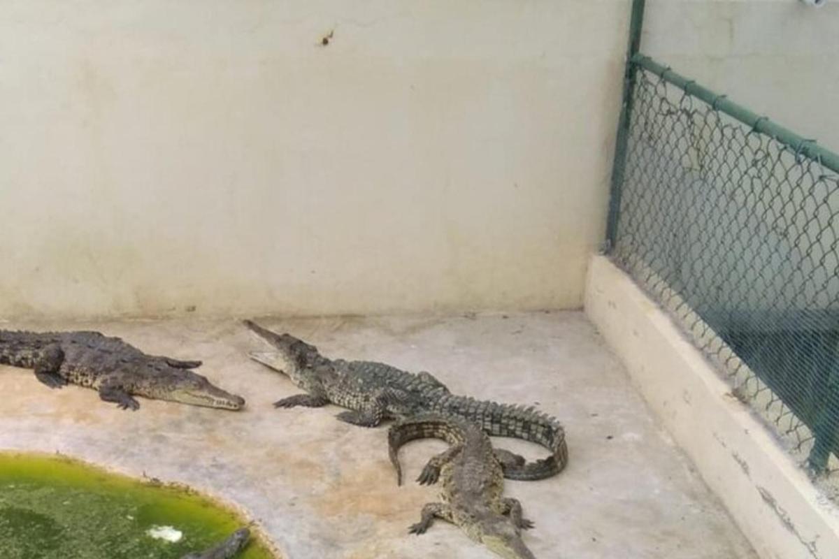 dois crocodilos estão deitados no chão de uma gaiola
