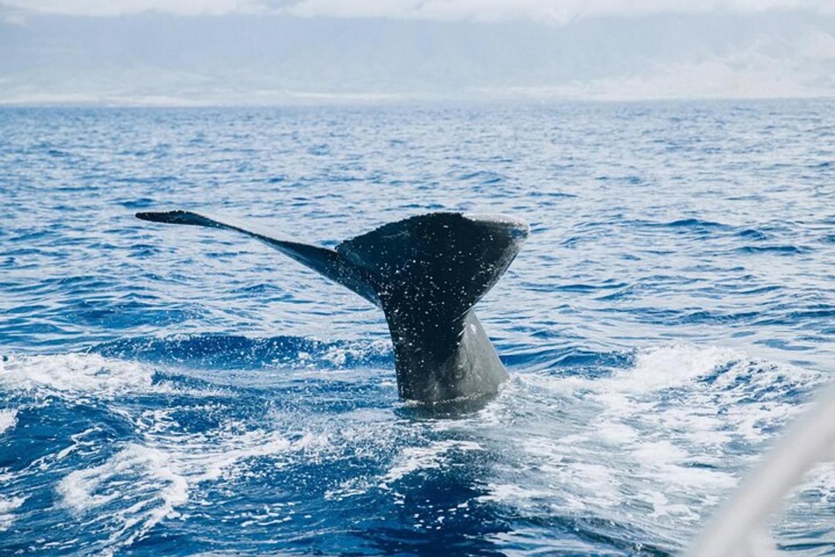 un dofí a l'oceà amb la cua a l'aigua