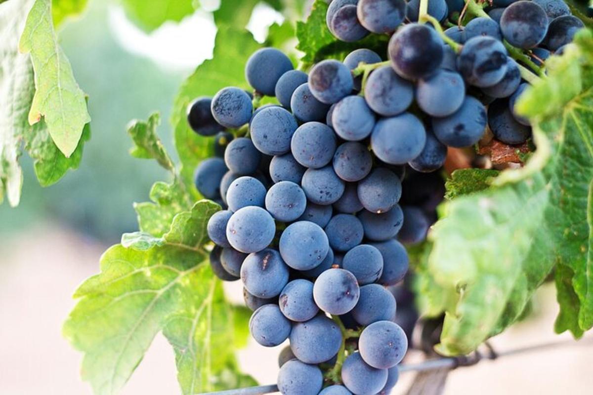 un grappolo d'uva appeso a una vite