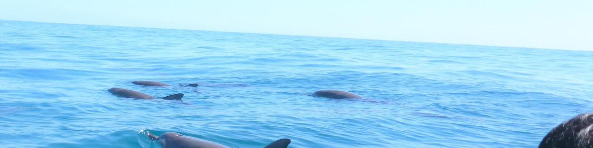 a group of seals swimming in the water