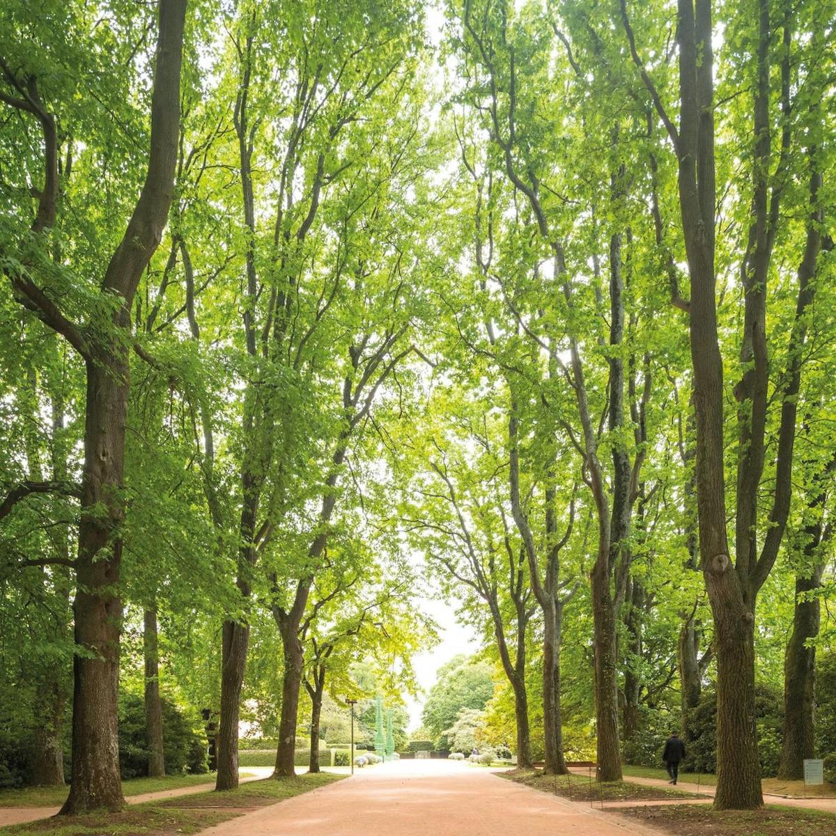 a road lined with trees in a park