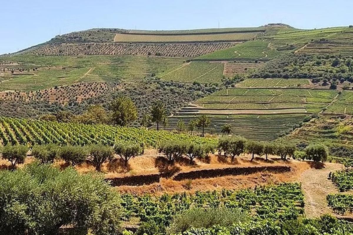 山上树木繁茂的葡萄园景观