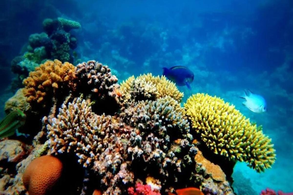 terumbu karang dengan ikan di lautan