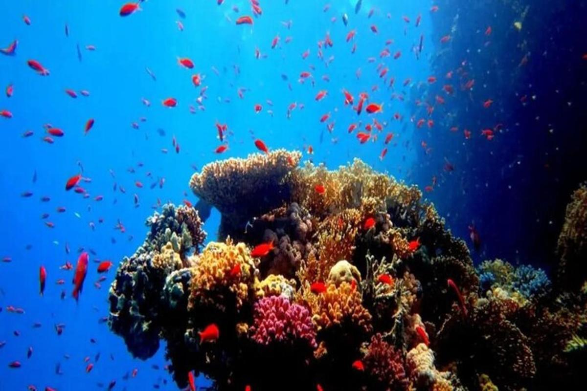 una barriera corallina con molti pesci nell'oceano