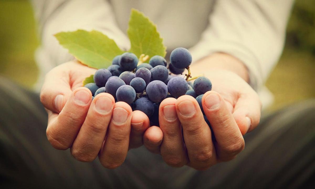 a person holding a bunch of grapes in their hands
