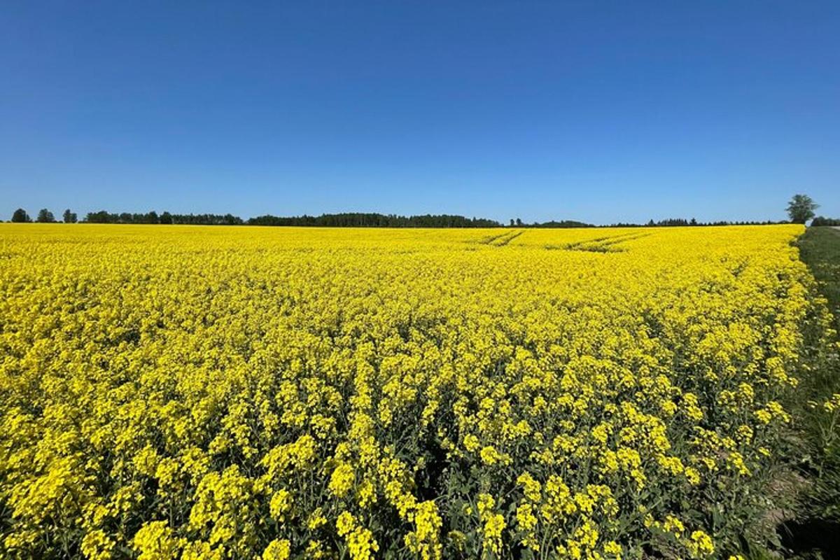 ein großes Feld mit gelben Blumen auf einem Feld
