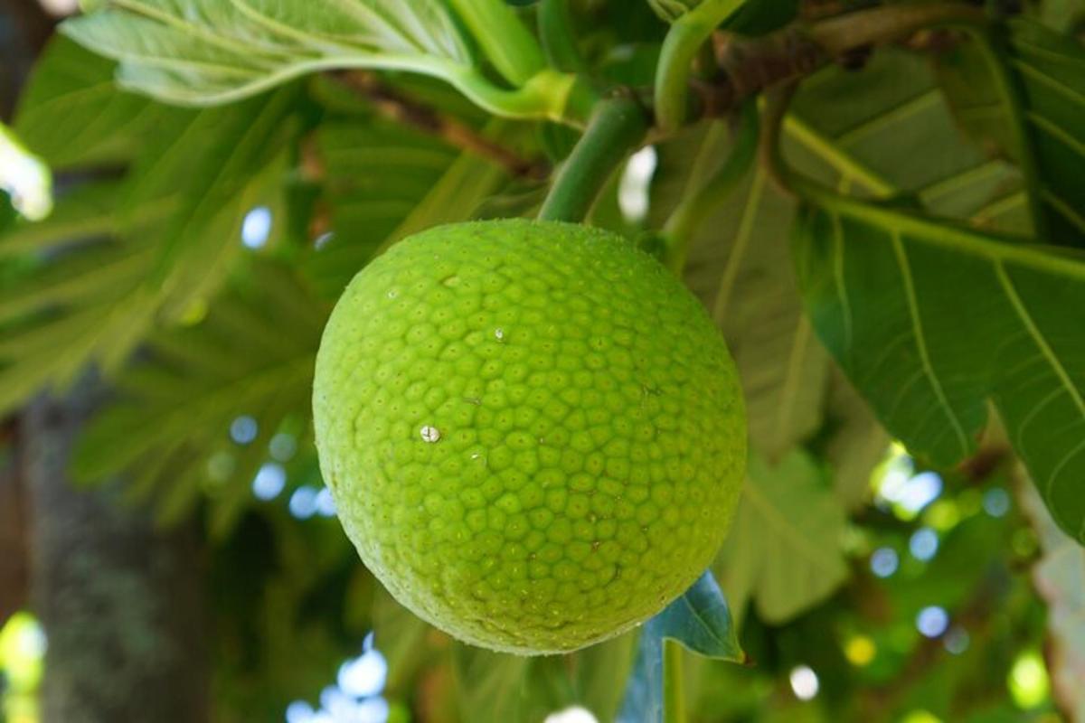 a green grapefruit hanging from a tree
