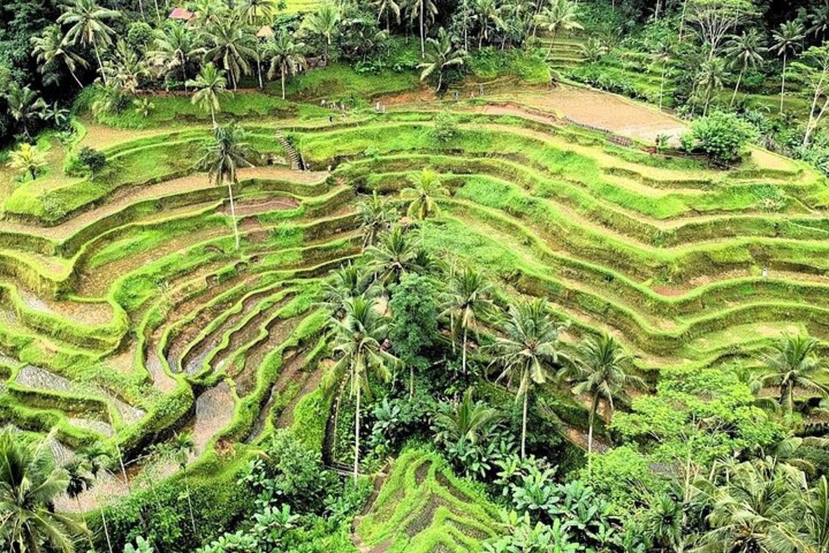pemandangan dari udara padang pokok palma