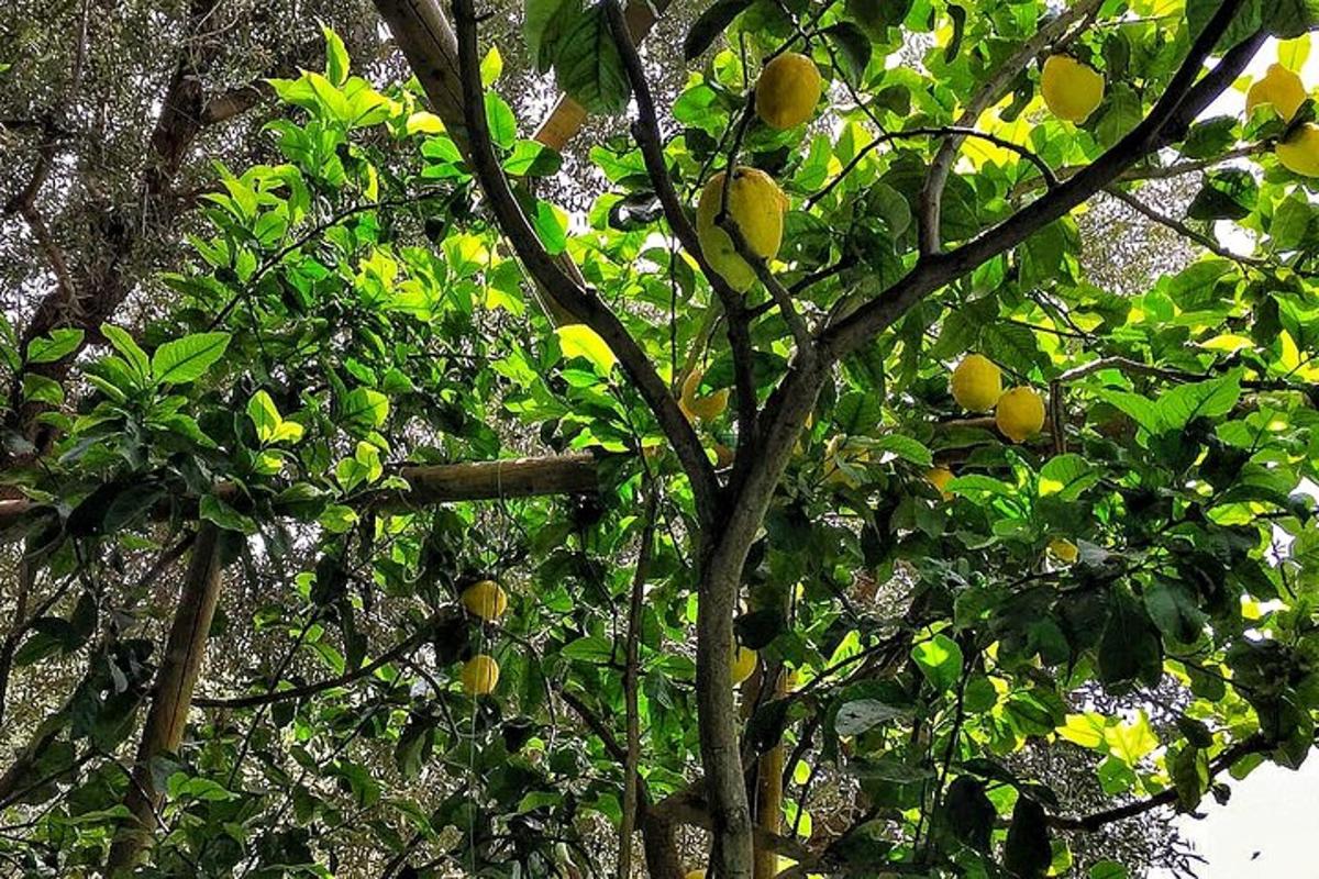 Un limonero con muchos frutos amarillos.