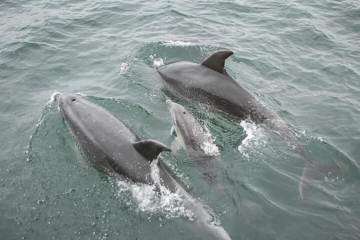 a group of dolphins swimming in the water