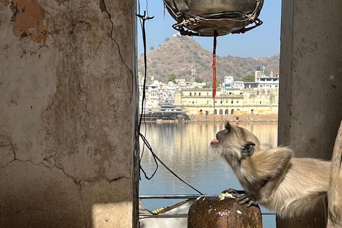 a small animal standing on a pole looking at the water