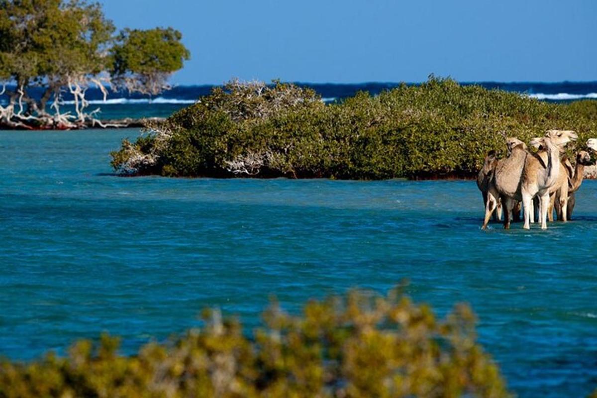 eine Gruppe von Tieren, die auf einer Insel im Wasser stehen