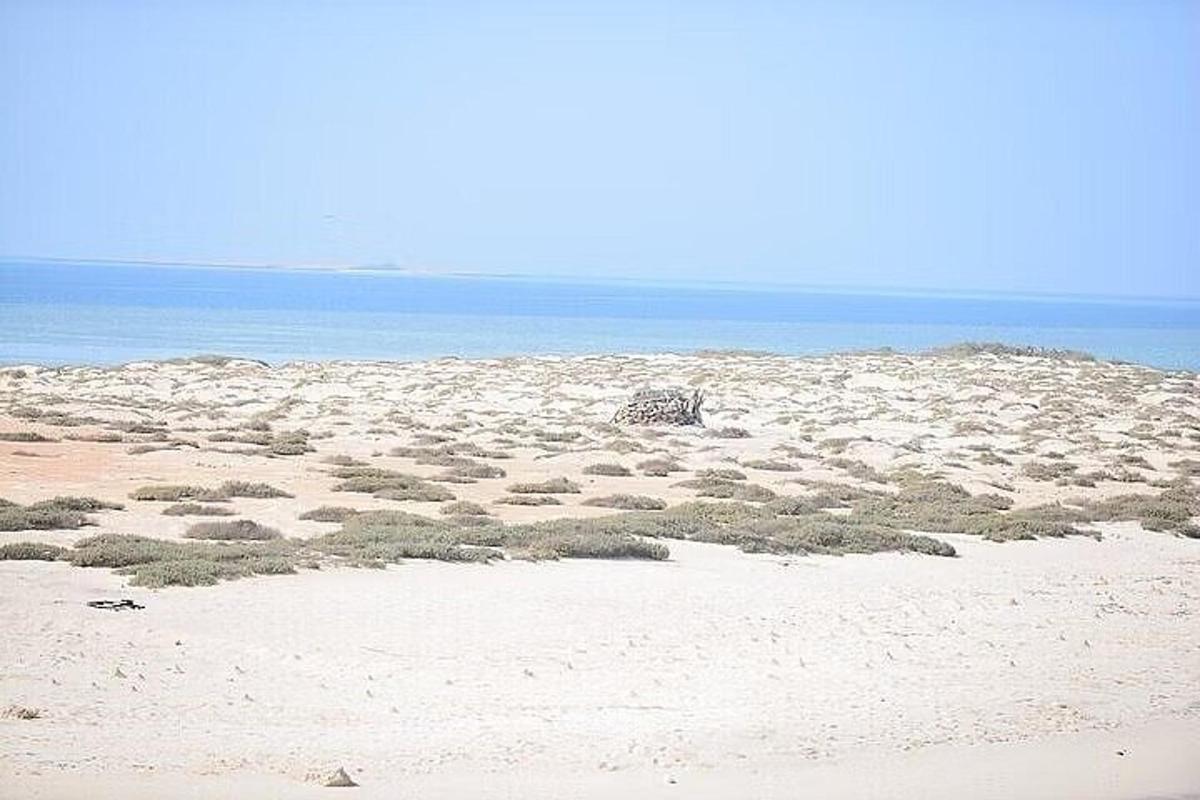 ein Strand mit Gras und Sand und dem Meer