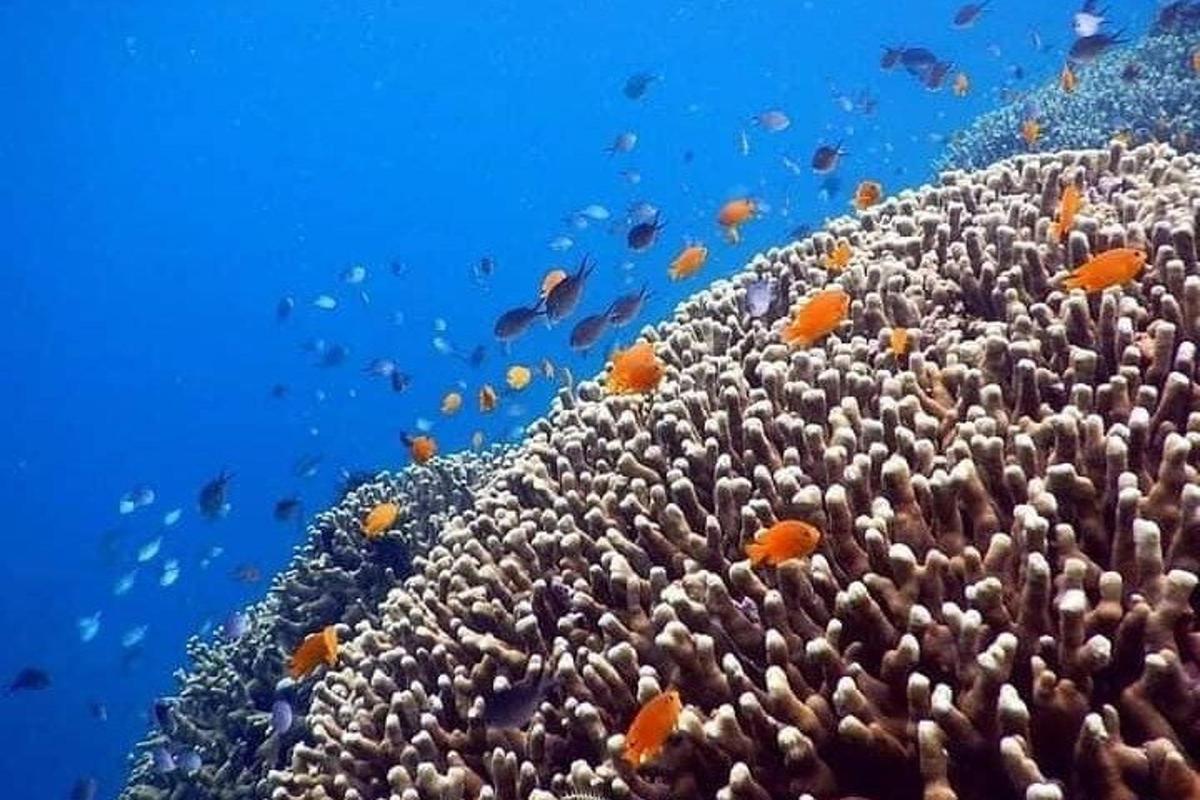 un arrecife de coral con peces en el océano