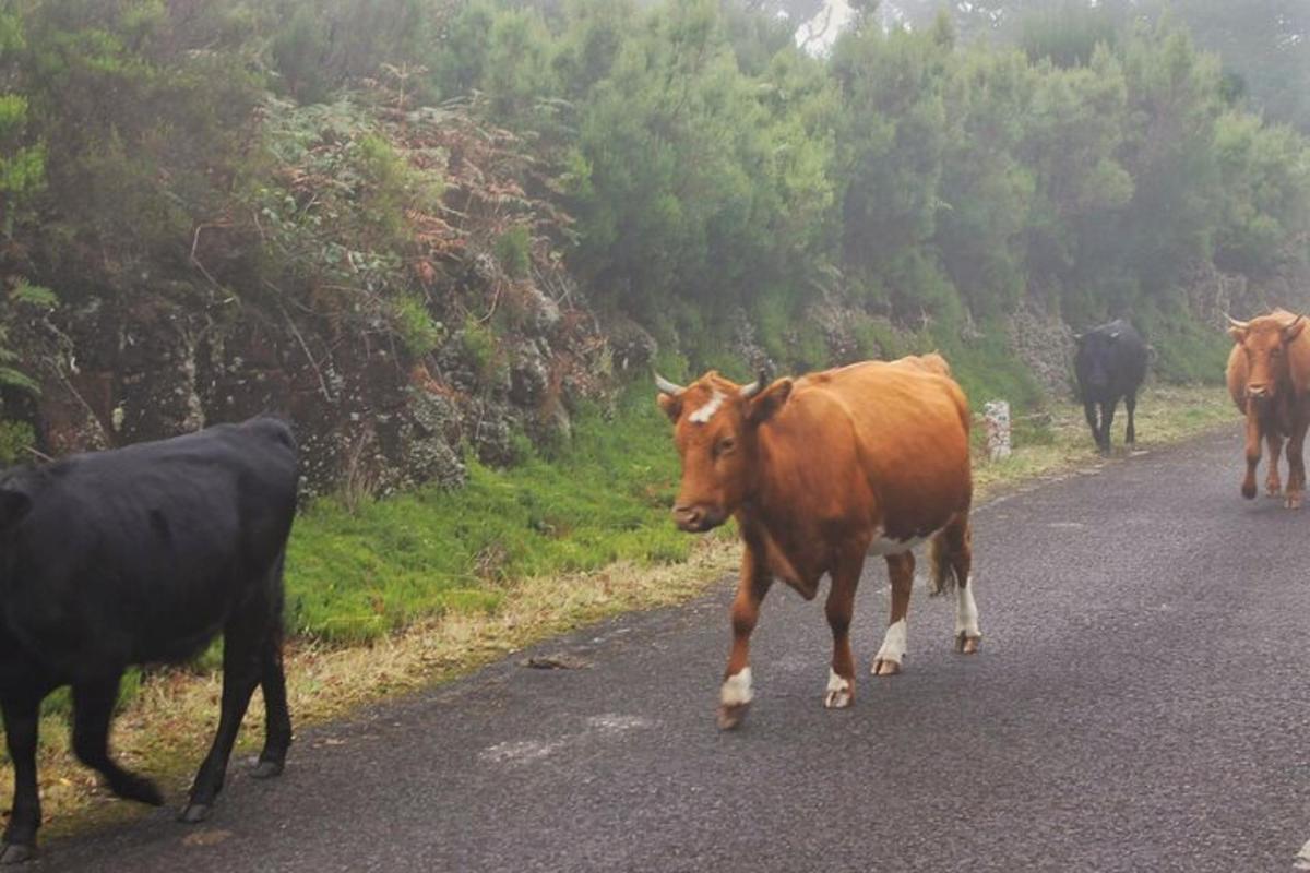un gruppo di mucche che camminano lungo una strada