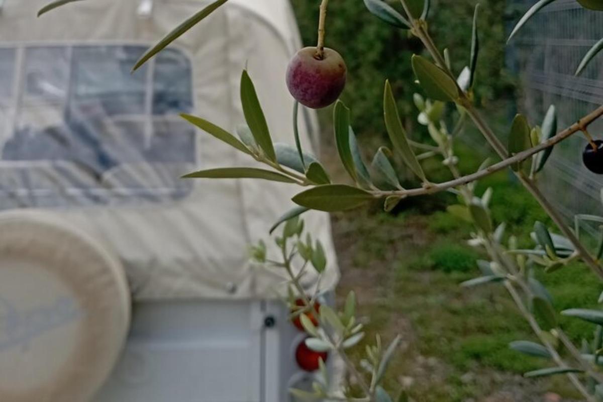 ein Baum mit einem roten Apfel, der an einem Ast hängt
