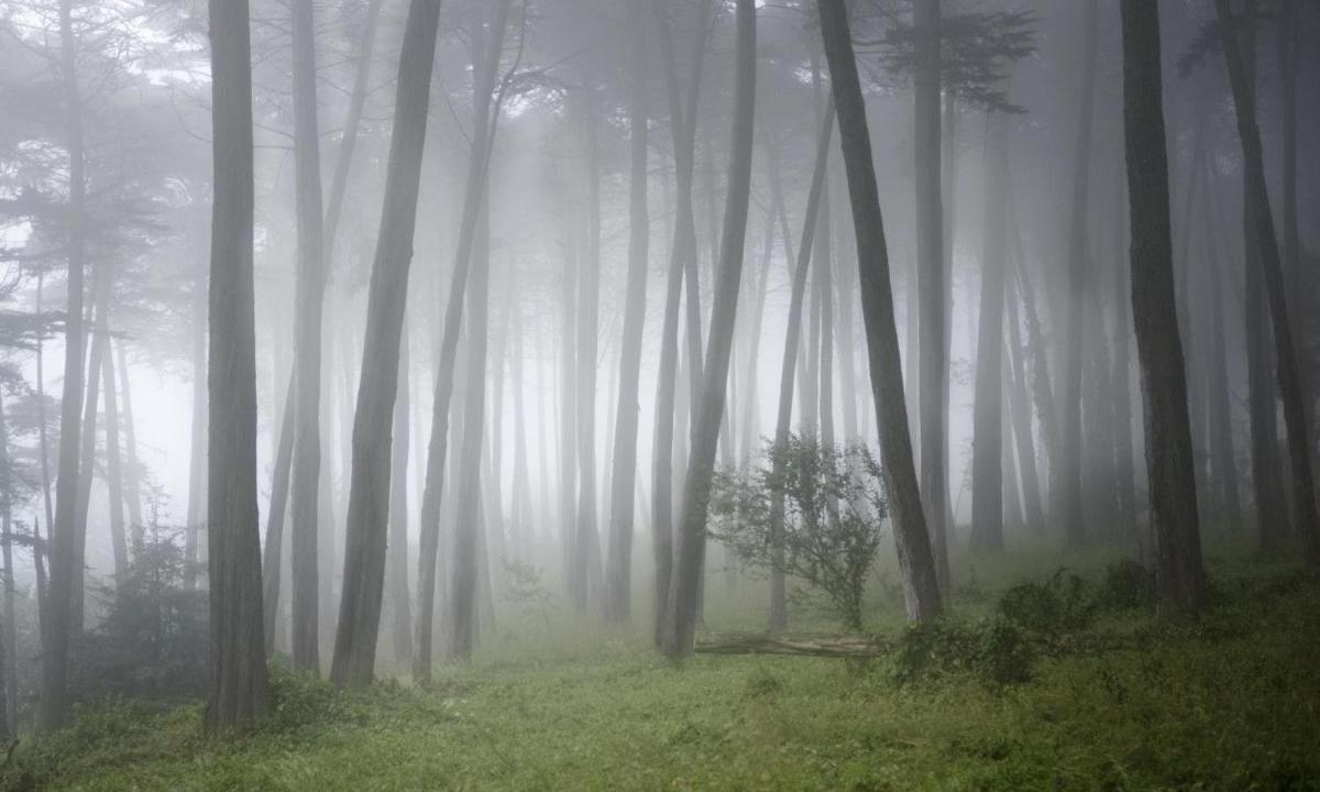 雾气弥漫的森林，树木笼罩在雾中