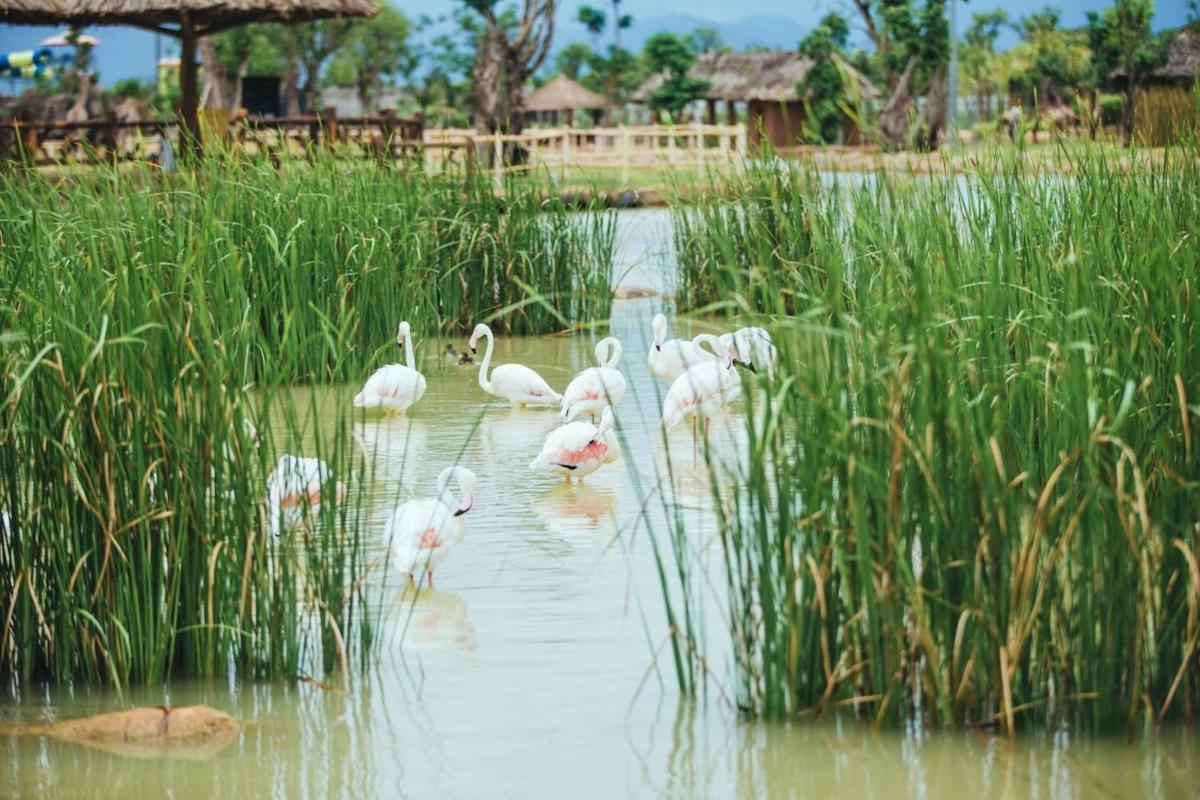 rühm roosasid flamingosid vees jalutades