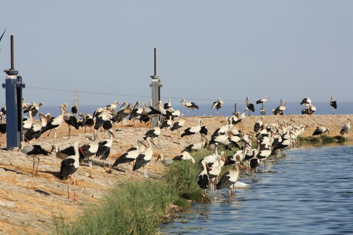 uno stormo di uccelli in piedi sulla riva di uno specchio d'acqua