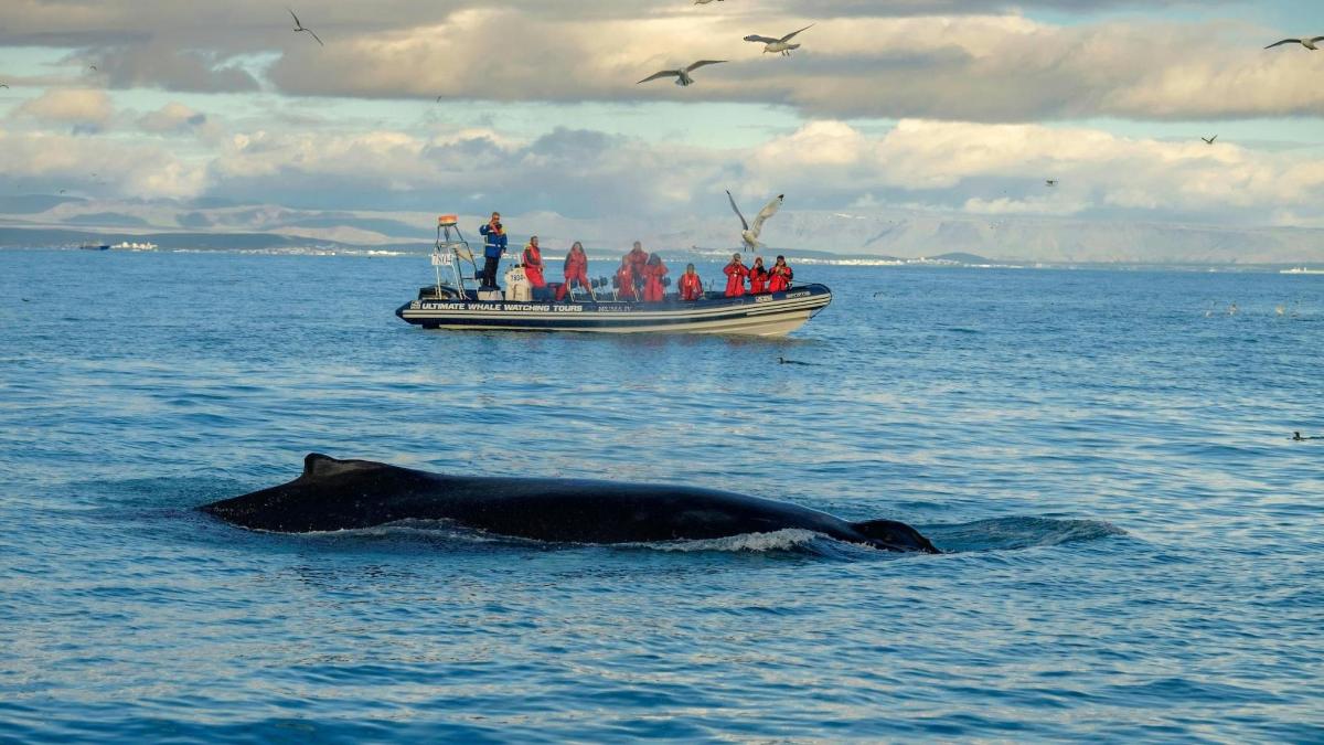 una balena che nuota nell'acqua accanto a una barca