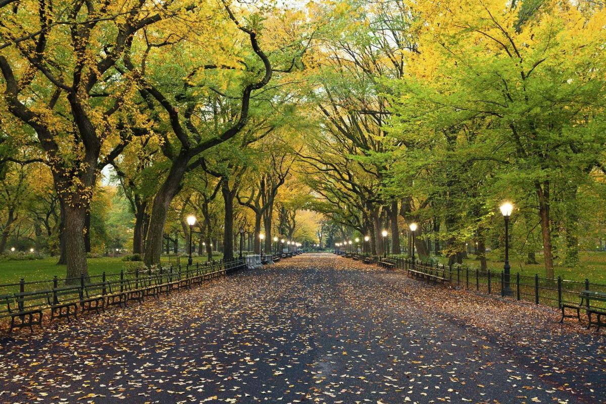 a road in a park with trees and lights