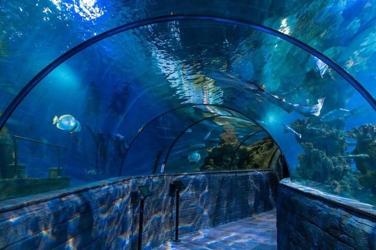 an aquarium tunnel with fish in a large aquarium