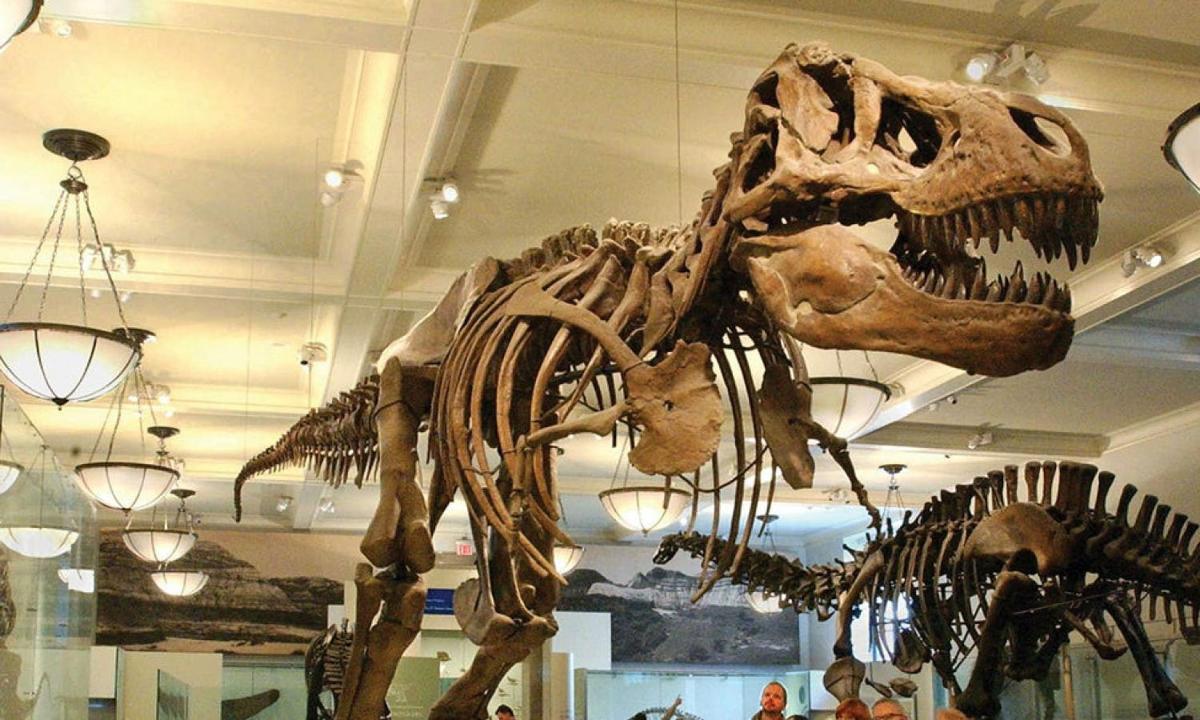 un esquelet de dinosaure en un museu