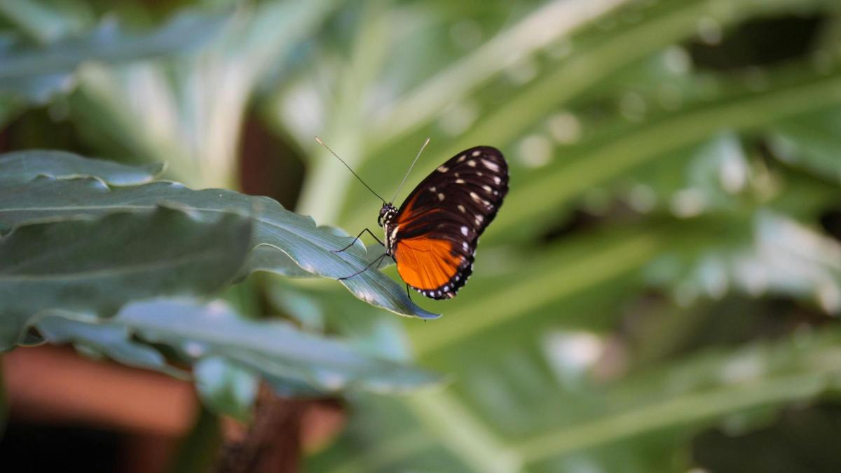 Fotografia atrakcie č. 1