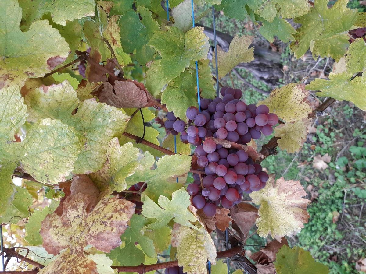 strapec fialového hrozna na viniči