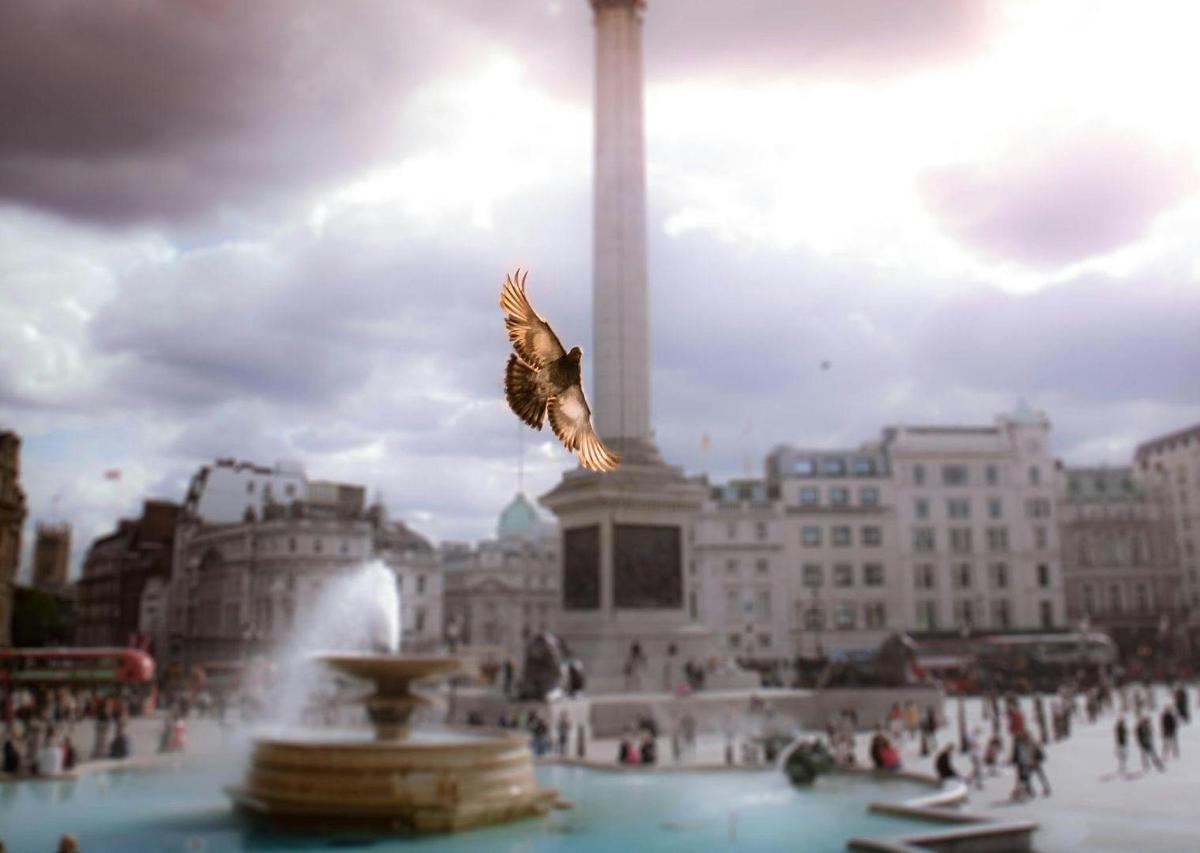 Un pájaro volando sobre una fuente en una ciudad.