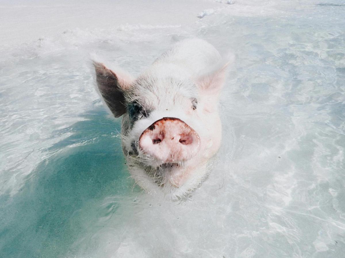 un cerdo nadando en el agua en el agua